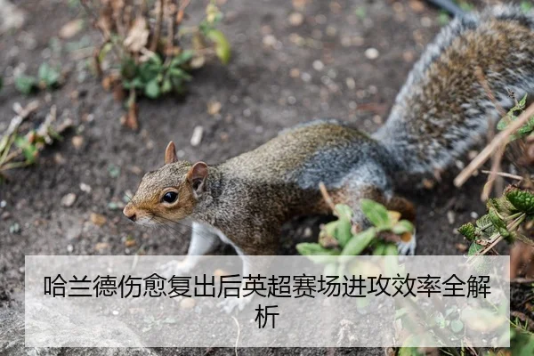 哈兰德伤愈复出后英超赛场进攻效率全解析